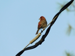 Haemorhous mexicanus