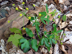 Zizia trifoliata