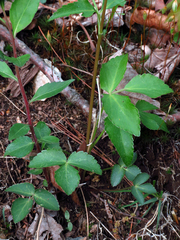 Zizia trifoliata