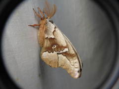 Antheraea oculea