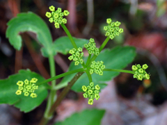 Zizia trifoliata