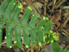 Taphrina polystichi