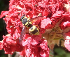 Euodynerus variegatus