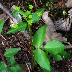 Zizia trifoliata