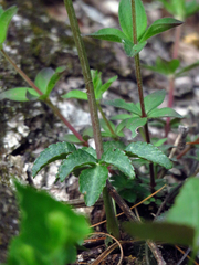 Zizia trifoliata
