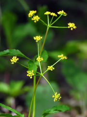 Zizia trifoliata