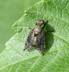 Platystoma seminationis