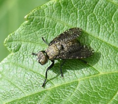 Platystoma seminationis