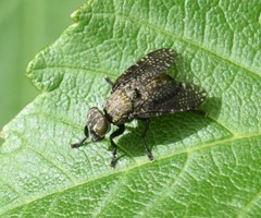 Platystoma seminationis