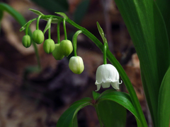 Convallaria pseudomajalis