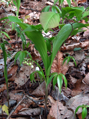 Convallaria pseudomajalis