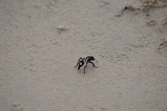 Traumatomutilla centralis