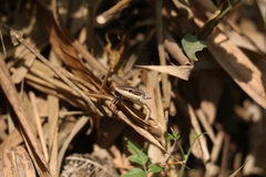 Takydromus stejnegeri