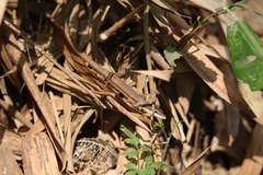 Takydromus stejnegeri