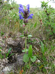 Dracocephalum grandiflorum
