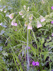 Allium siculum dioscoridis