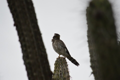 Spiziapteryx circumcincta