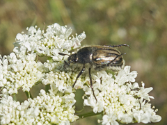 Blitopertha lineolata