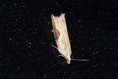 Pseudexentera costomaculana