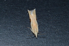 Pseudexentera costomaculana