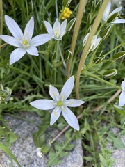 Ornithogalum umbellatum