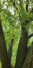 Salix alba