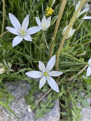 Ornithogalum umbellatum