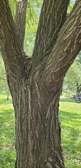 Salix alba