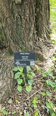 Salix alba