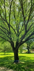 Salix alba