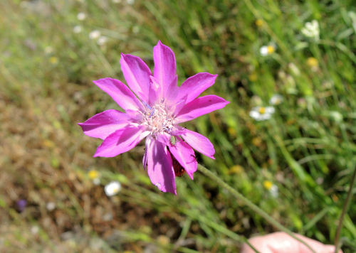 Knautia orientalis, photograph 3