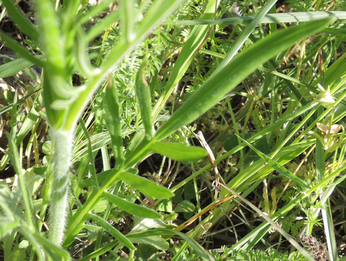 Knautia orientalis, photograph 4