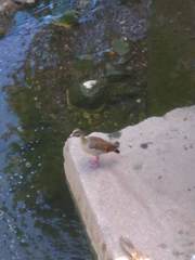 Alopochen aegyptiaca