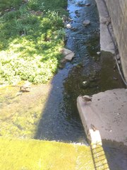 Alopochen aegyptiaca