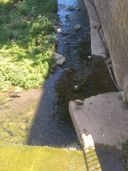 Alopochen aegyptiaca