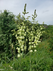 Yucca