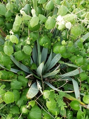 Yucca