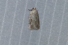 Acleris placidana