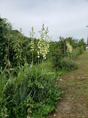 Yucca