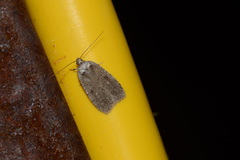 Agonopterix argillacea