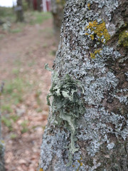 Ramalina fraxinea
