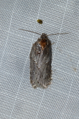 Acleris busckana