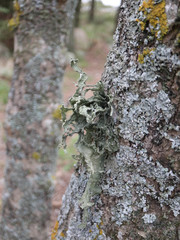 Ramalina fraxinea