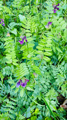 Vicia sepium