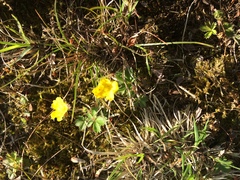 Potentilla crantzii