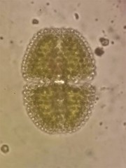 Cosmarium formosulum