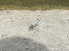 Orthetrum taeniolatum