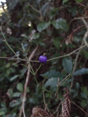 Psychotria suterella