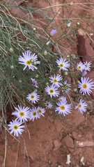 Erigeron utahensis