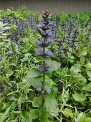 Ajuga reptans